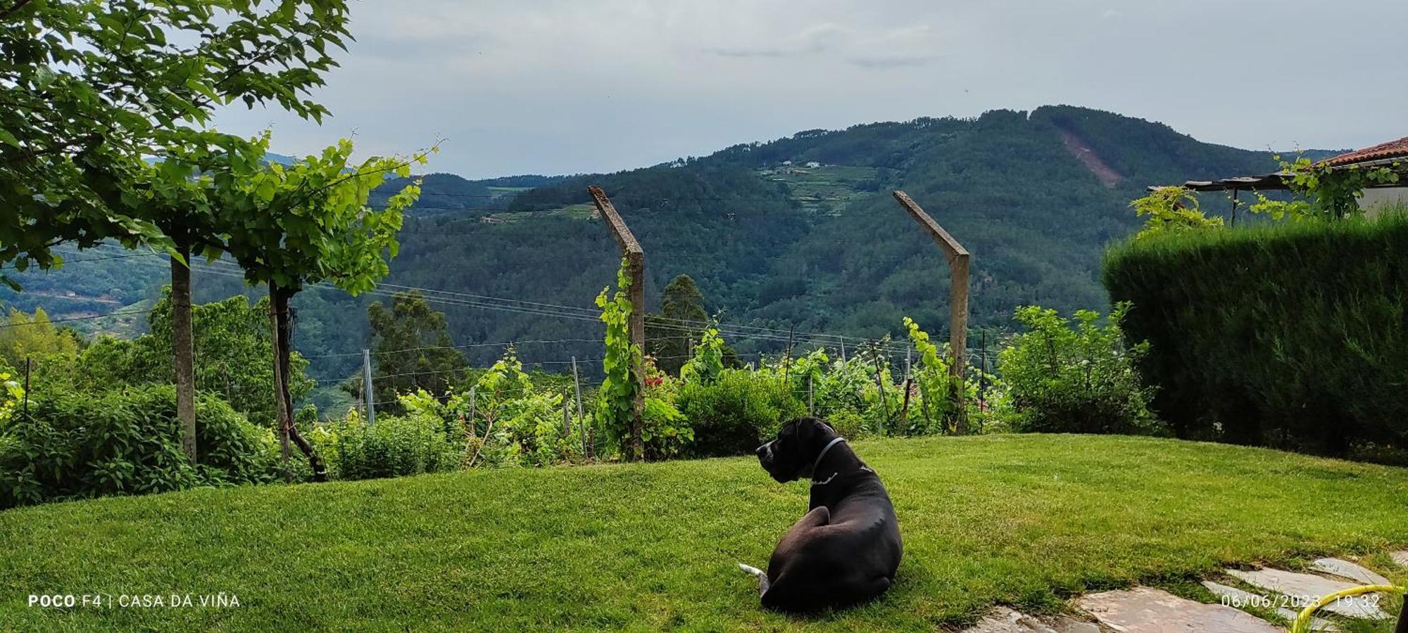 Casa Da Vina - Ribeira Sacra Villa Nogueira De Ramuin Exterior photo